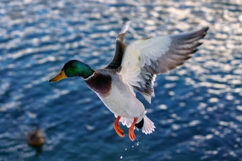 twra-avian-influenza