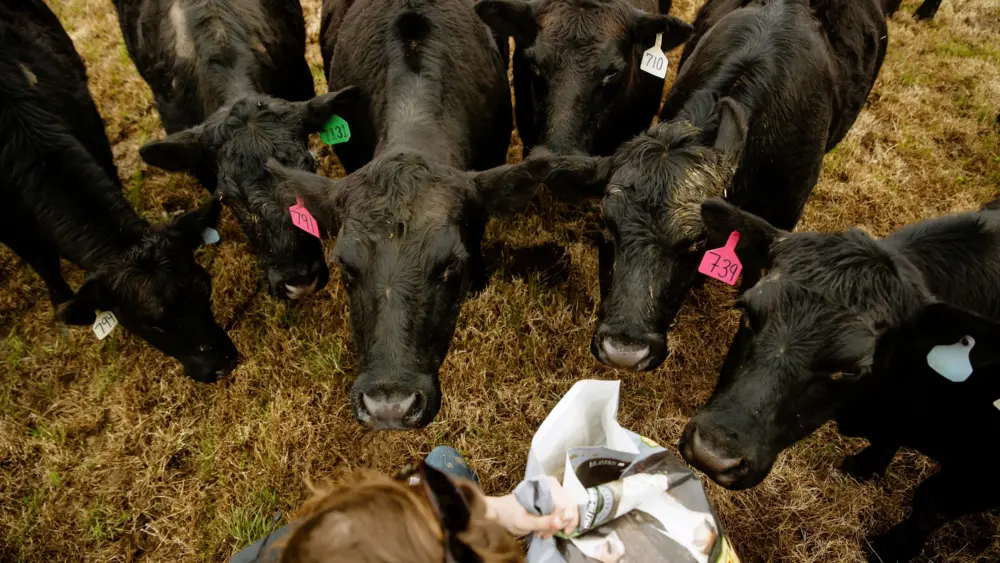 utm-cow-facility