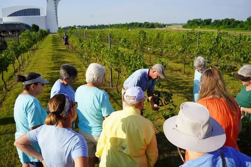 dpa-volunteers-grapes