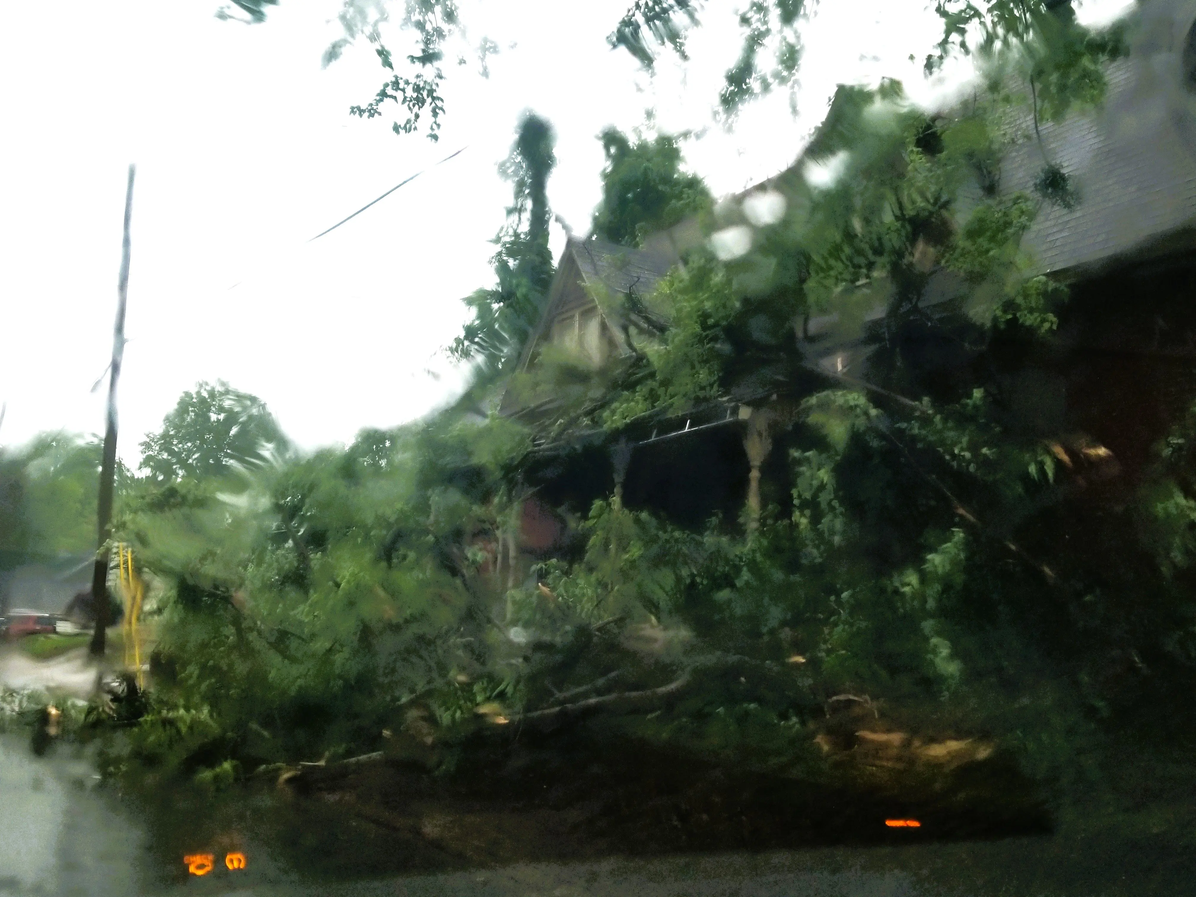 mae-corum-house-tree-2