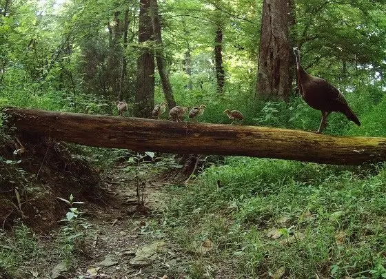 ky-wild-turkeys