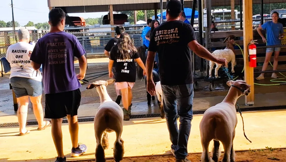 eiffel-t-classic-boys-and-sheep