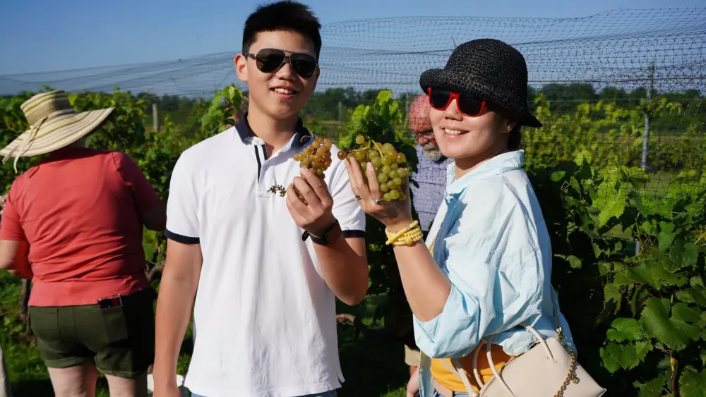 dpa-grape-harvest-26