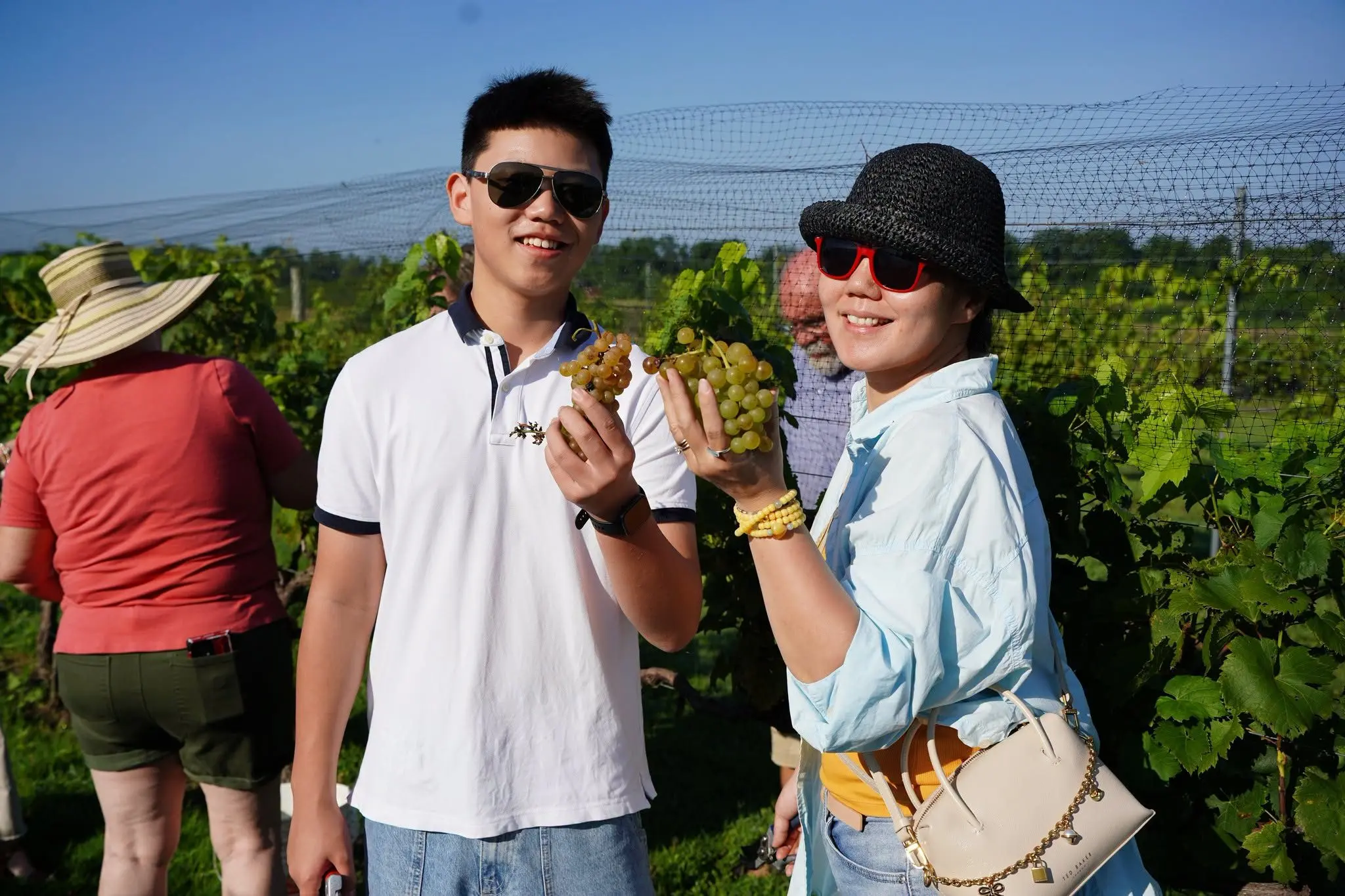 dpa-grape-harvest-26
