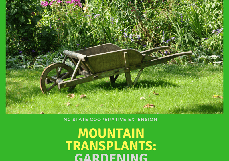 mountain-transplants-gardening-in-wnc-2