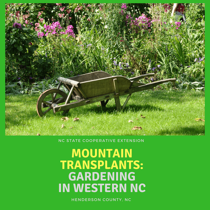 mountain-transplants-gardening-in-wnc-2