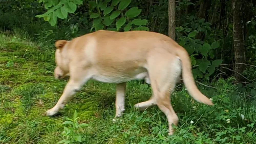 dog1