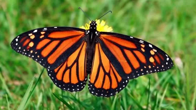 monarch-butterfly1