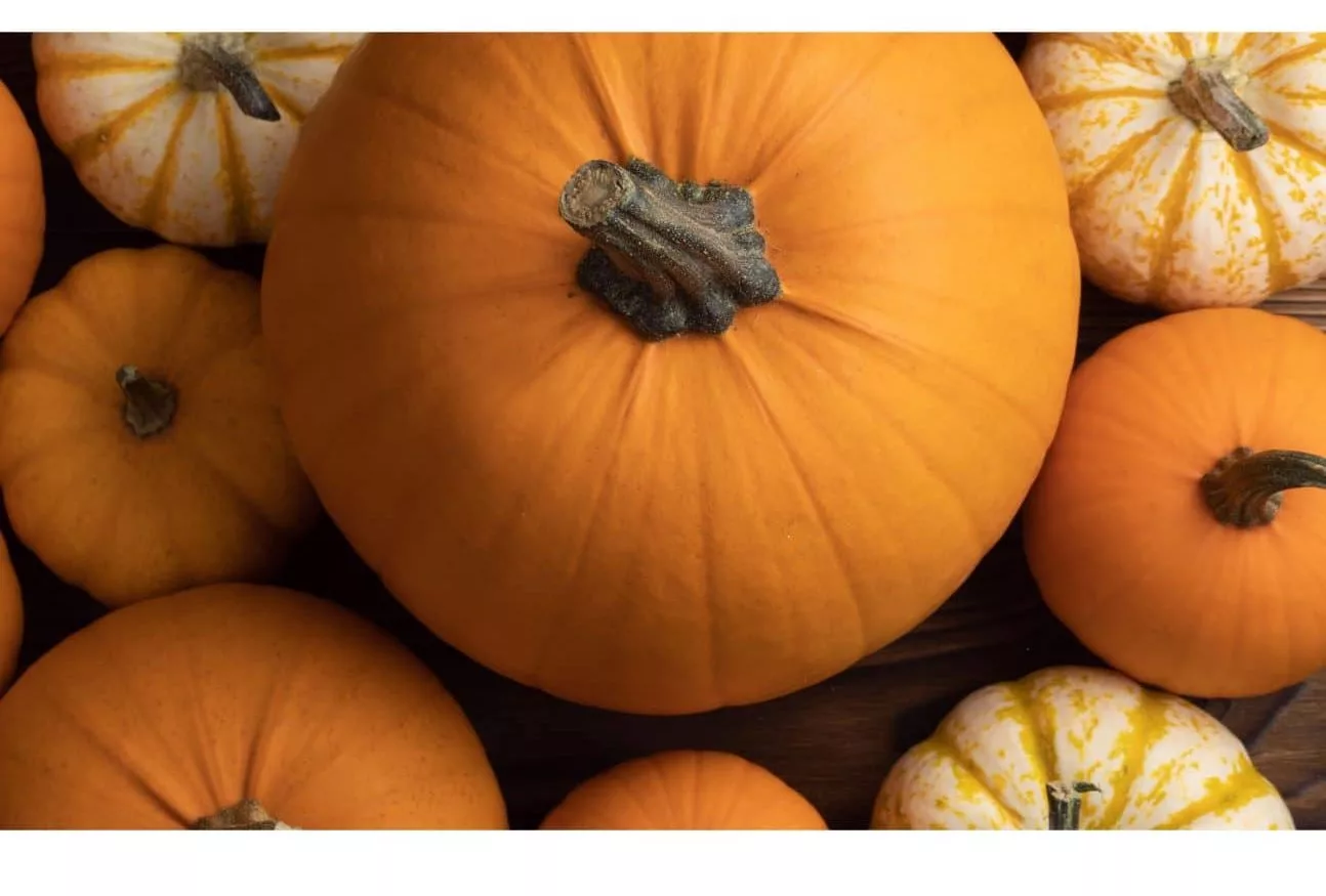 239453458_4697139030311006_3461546719049727674_n-2