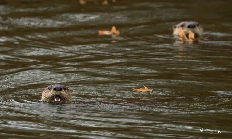 otters-3