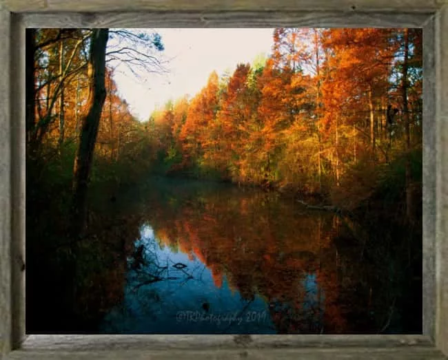 latf-last-of-good-fall-colors-tedroach