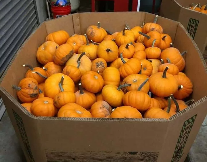 pumpkins-1