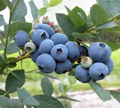 blueberries