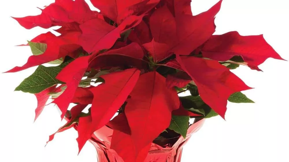 poinsettia