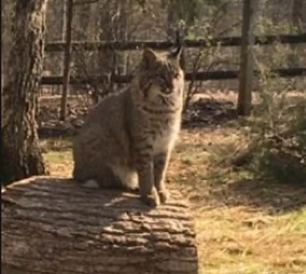 07-03-18-bobcat-lbl