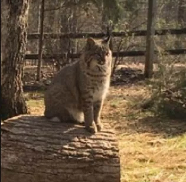 07-03-18-bobcat-lbl