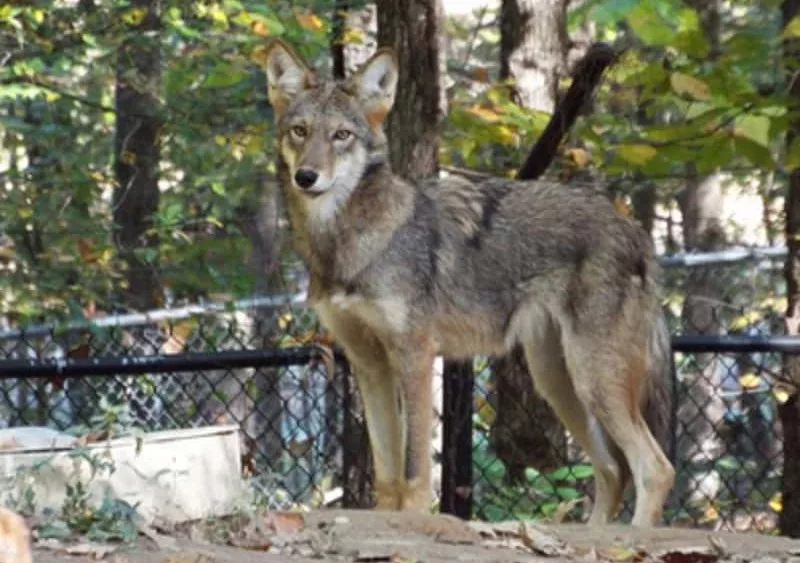 09-26-19-wolf-woodlands-nature-station-lbl