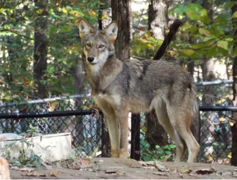 09-26-19-wolf-woodlands-nature-station-lbl