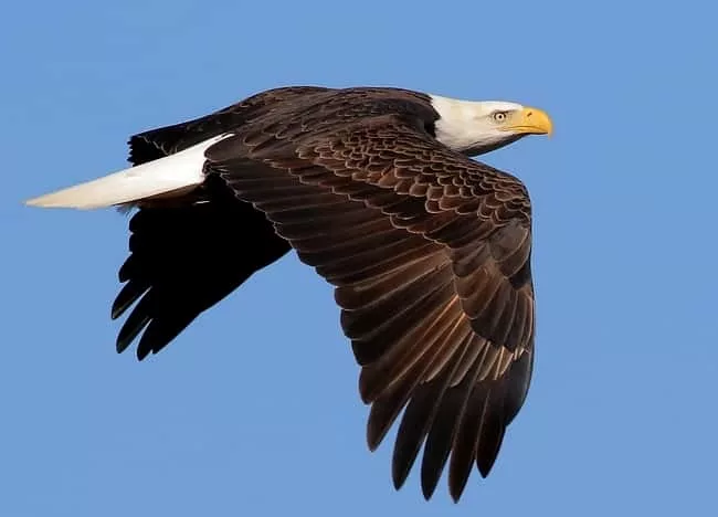 bald-eagle