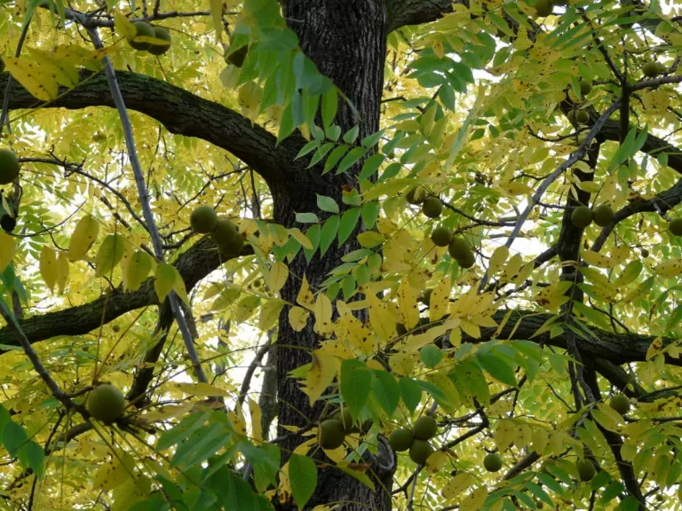 walnut-tree