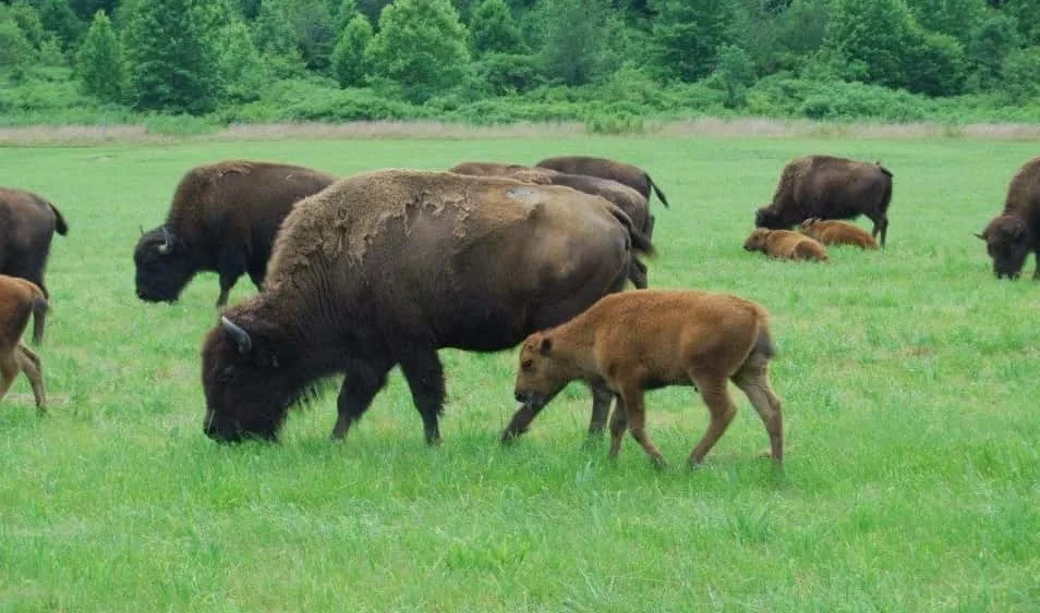 bison-friends-of-lbl-2