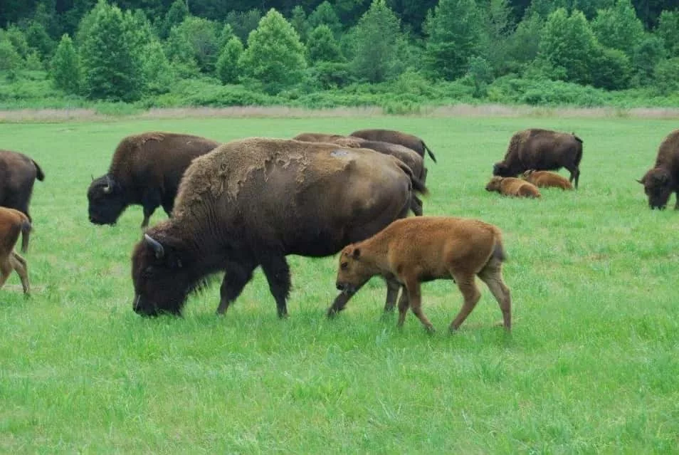 bison-friends-of-lbl-2