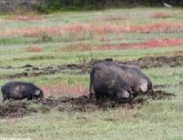 wild-hogs