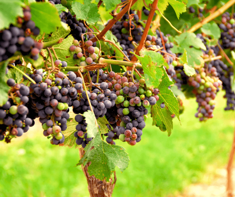 backyard-grapes