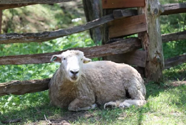 04-07-21-lbl-sheep