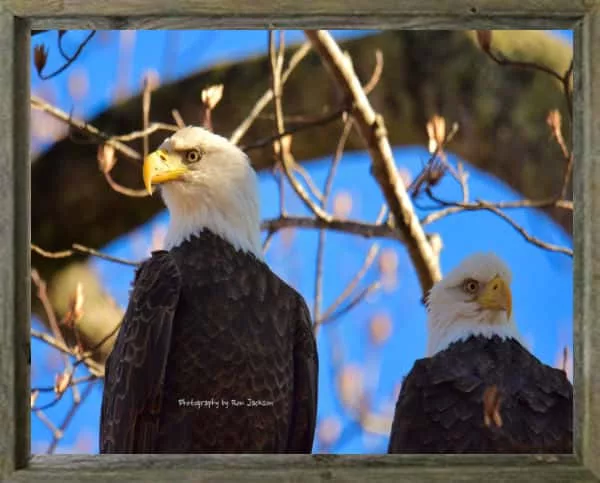 latf-eagles-ronjackson