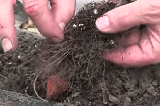 root-rot