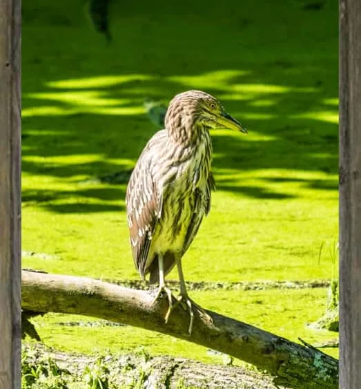 latf-immature-night-heron-hughduguid