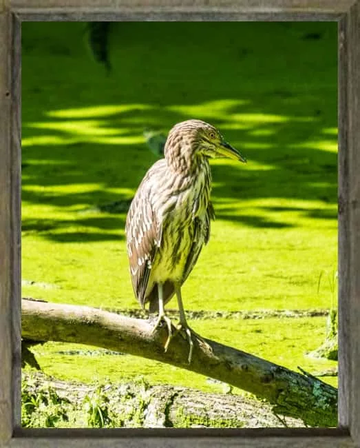 latf-immature-night-heron-hughduguid