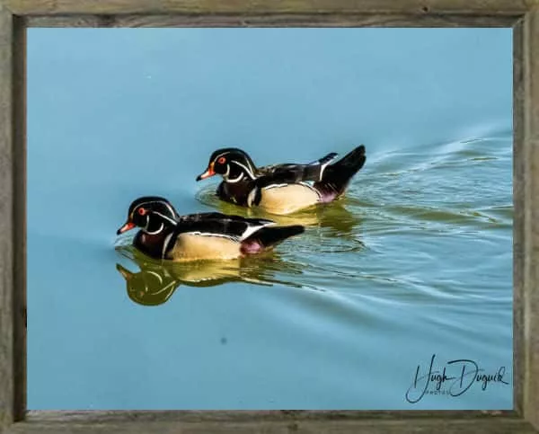 latf-pair-of-male-wood-ducks-hughduguid