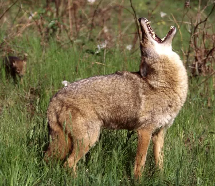 coyote1