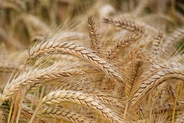 wheat-pic