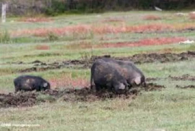 wild-pigs