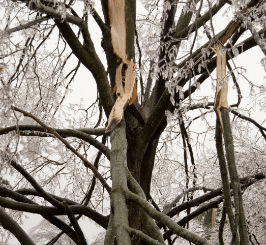 damaged-trees-e1613166039138