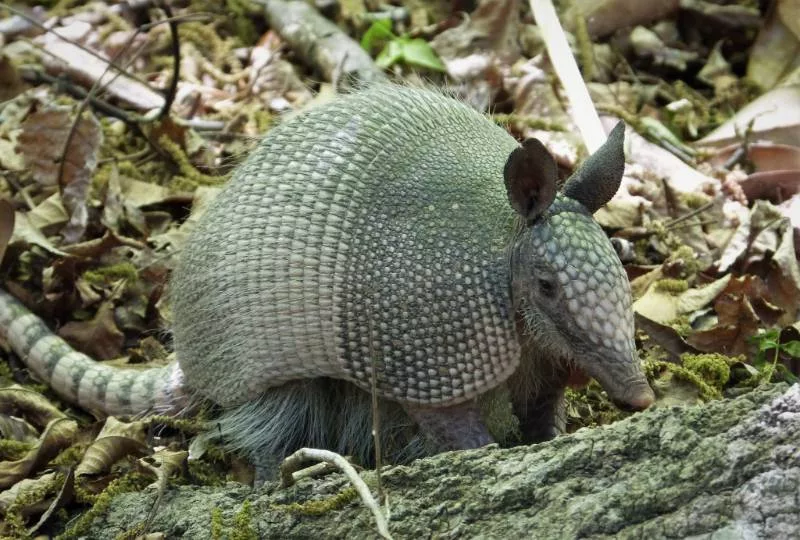 armadillo-800x540-1