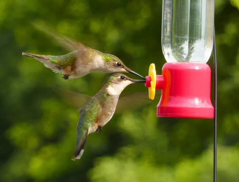 hummingbird-3