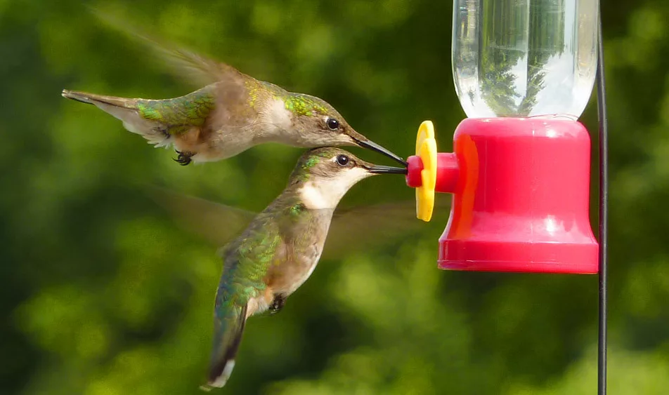 hummingbird-3