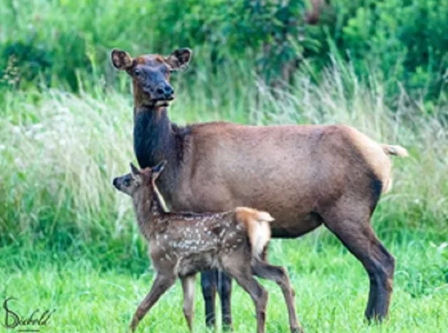 09-14-20-lbl-elk-photo-credit-bert-siebold