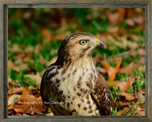 latf-our-neighborhood-hawk-was-in-the-backyard-ronjackson