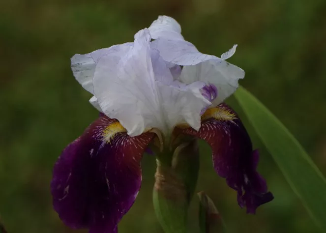 iris