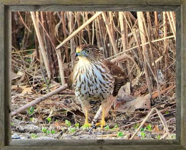 latf-coopers-hawk-at-liberty-park-ron-jackson-2