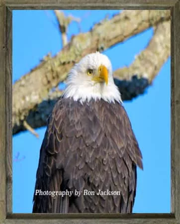 latf-eagles-ft-donelson-reelfootlake-ron-jackson