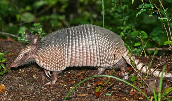 nine-banded_armadillo2