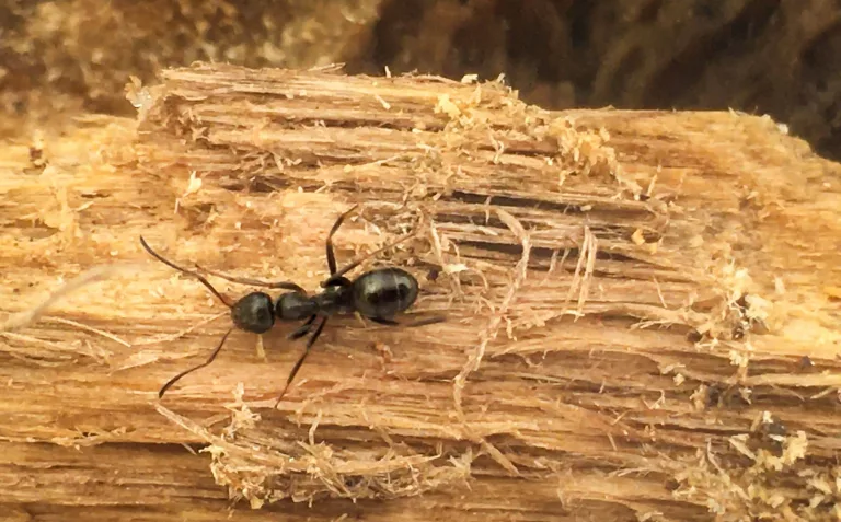 carpenter-ant