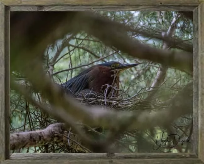 green-heron-on-nest-hughduguid