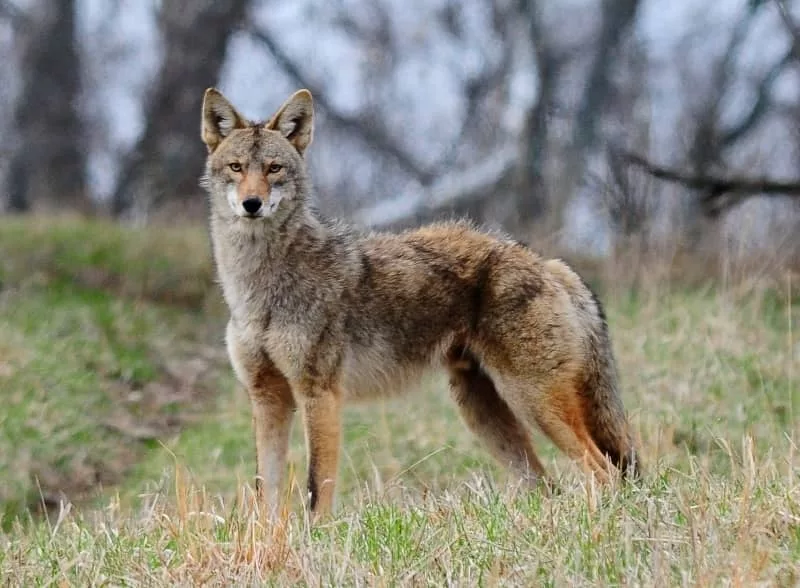 standing-coyote-lacefield-resized_original